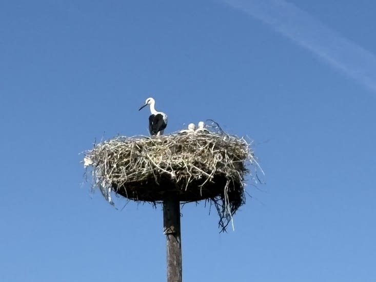 Des cigognes et des cigogneaux ….Je leur ai laissé l’adresse de Chambod !