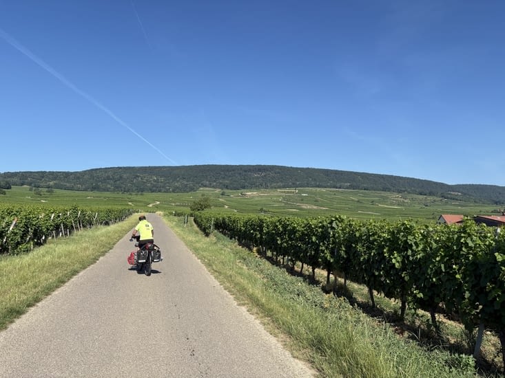 Le vignoble Alsacien