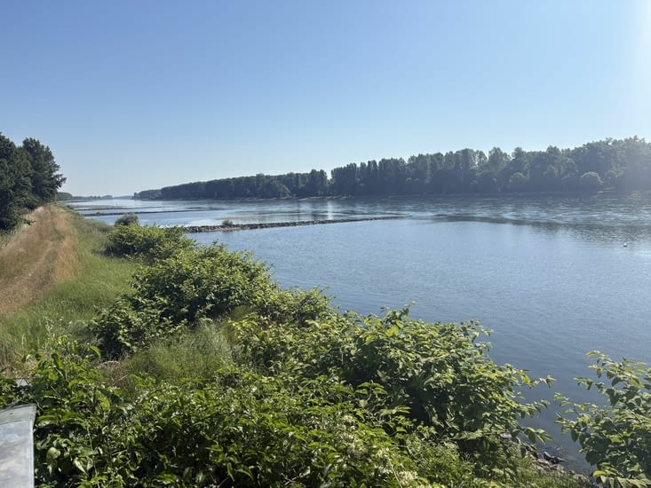 Le Rhin à Seltz
