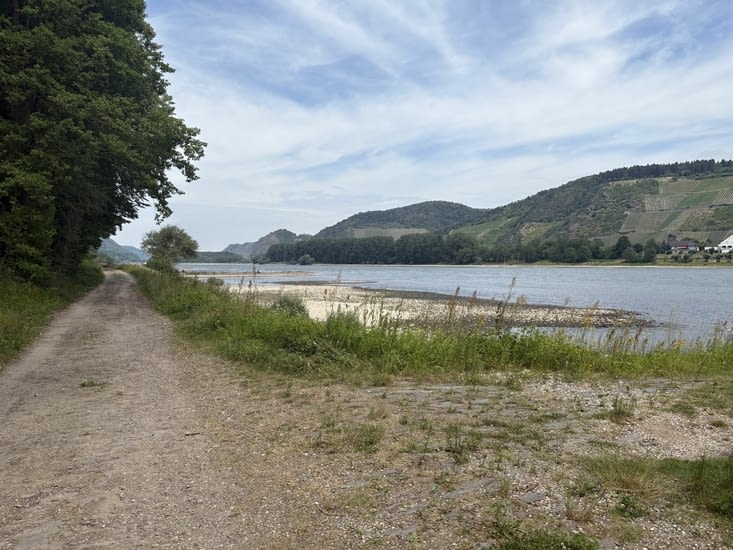 Le Rhin sauvage .