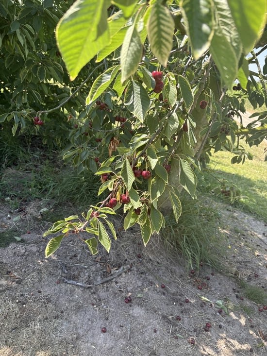 C’est la saison des cerises , ils ont bien de la chance !