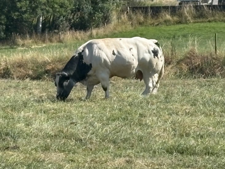 La race de vaches locale , la Blanc Bleu Belge . Sélectionnée pour sa conformation .