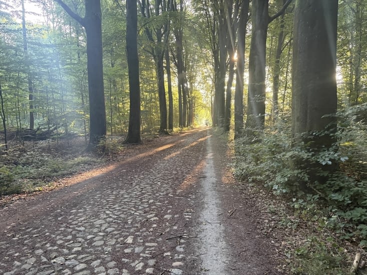 Meerdaalwoud , forêt emblématique des Flandres
