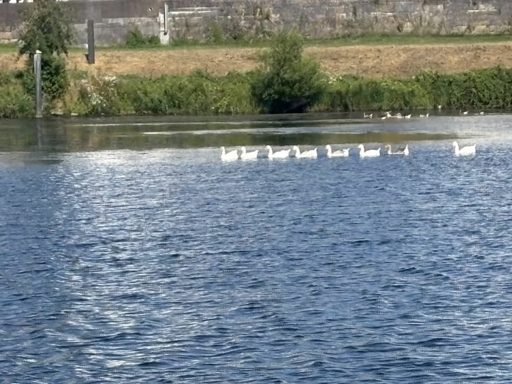 Traversée de la Meuse pour repasser aux Pays Bas .
