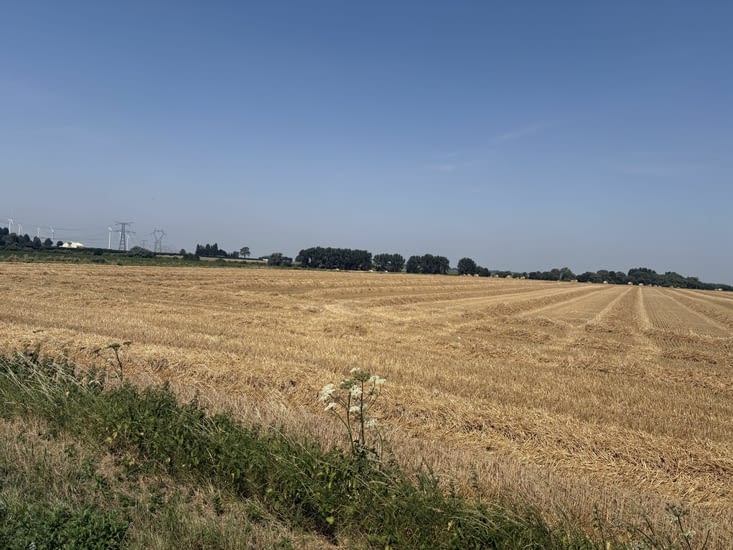 Des céréales à perte de vue .
