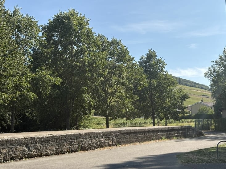 Les vignes près de Cercié .