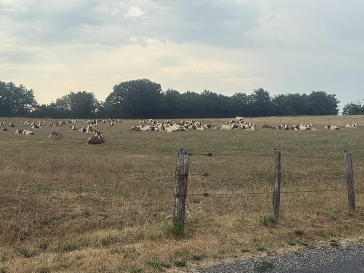 Elles ne sont même pas levées.