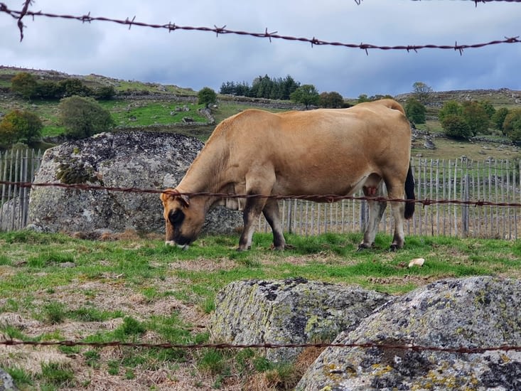 vache d Aubrac