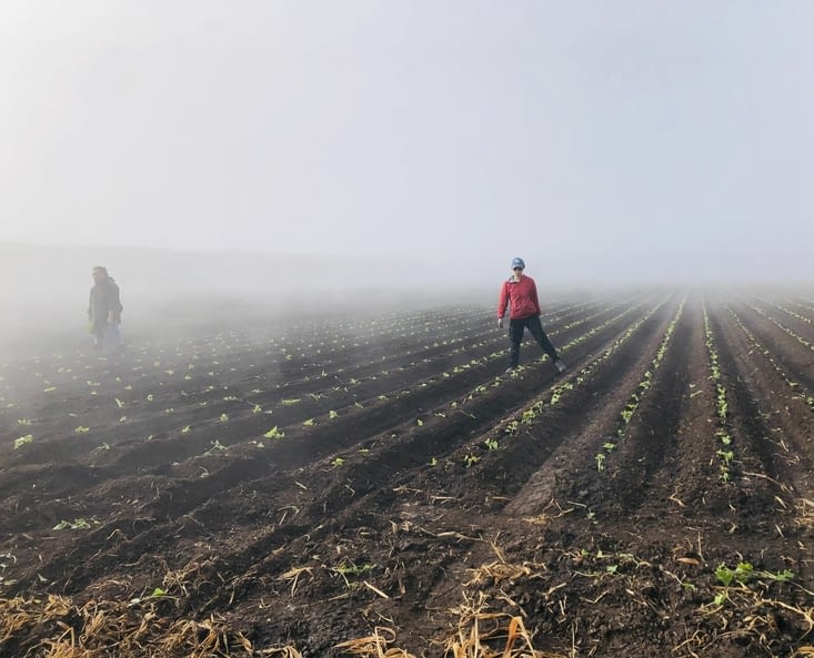 Champs de plantation
