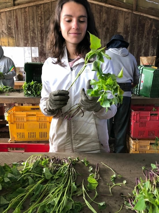 Champs de plantation