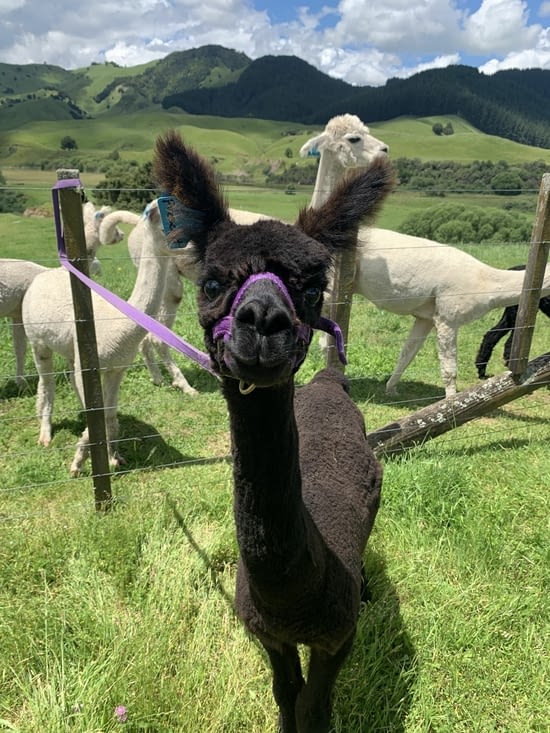 Alpacas