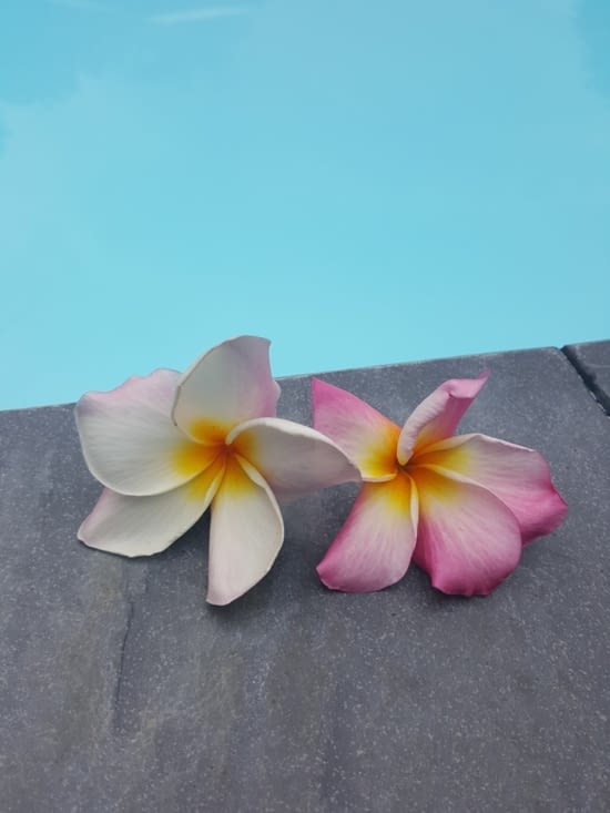 Fleurs de frangipaniers au bord de la piscine