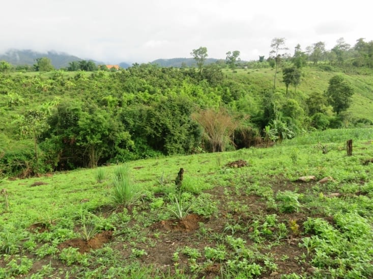Future forêt eco-responsable