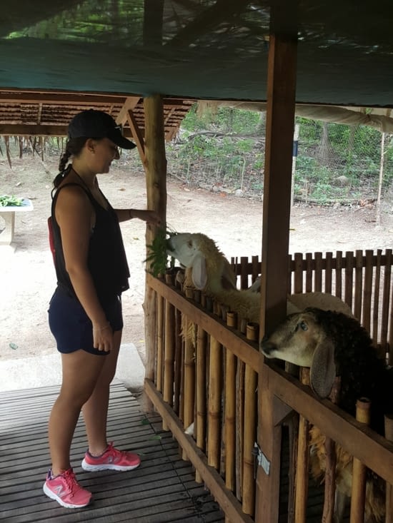 Heure du repas pour les moutons