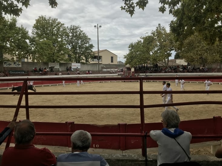 Course camarguaise