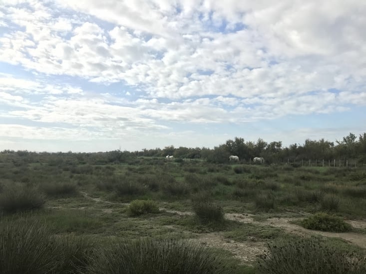 Paysage de Camargue