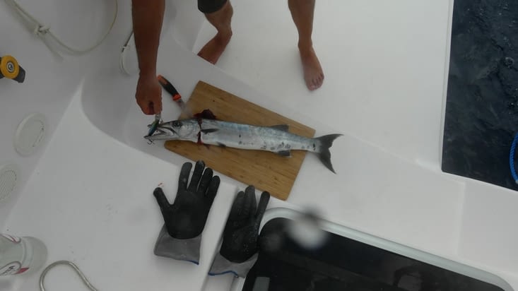 Pendant la nav nous pêchons (enfin) un beau barracuda