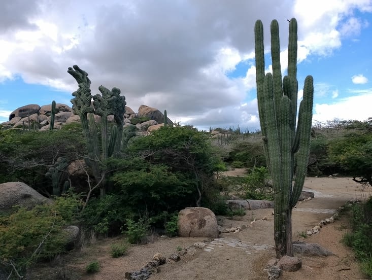 Etranges cactus