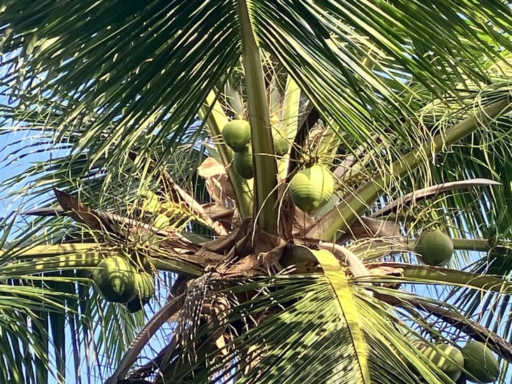 Des cocotiers sur toutes les îles