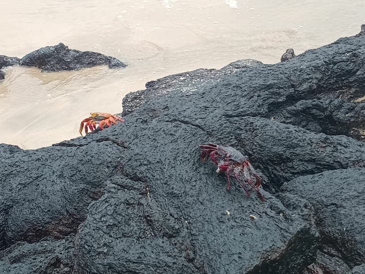 Derniers crabes avant de partir pour l'île de Floréana