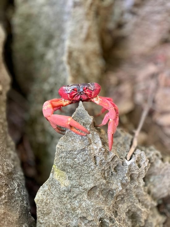 Les crabes de Christmas