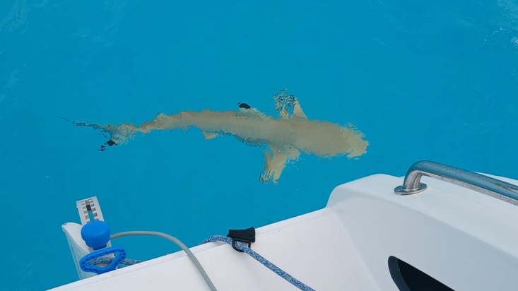 On a à peine jeté l'ancre que l'on a déjà des copains