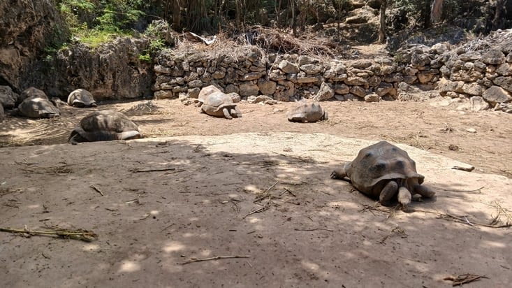 Visite du centre des tortues