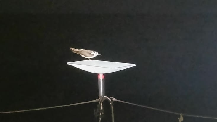 Cette nuit j'ai de la compagnie