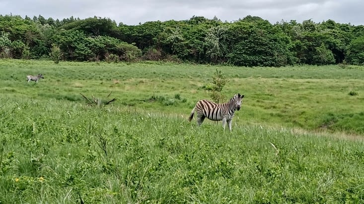 En fait, tout est vert et boisé.