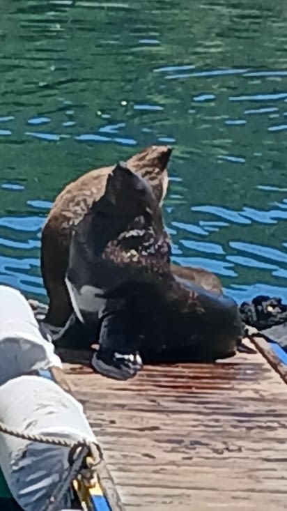 Il est temps de dire au revoir à nos voisines de ponton.
