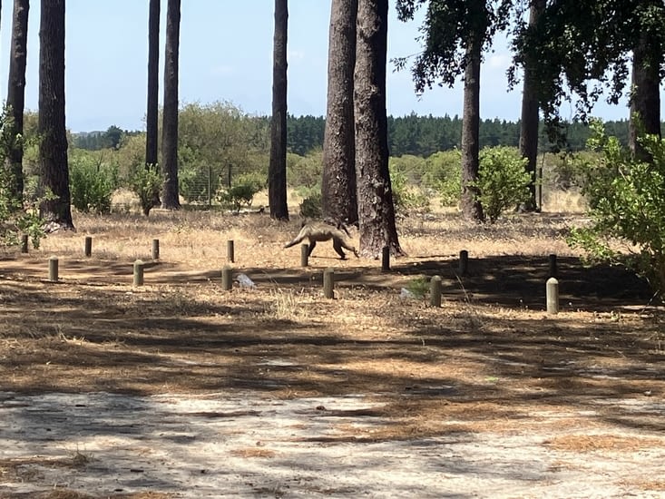 Mais les rangers du parc veillent