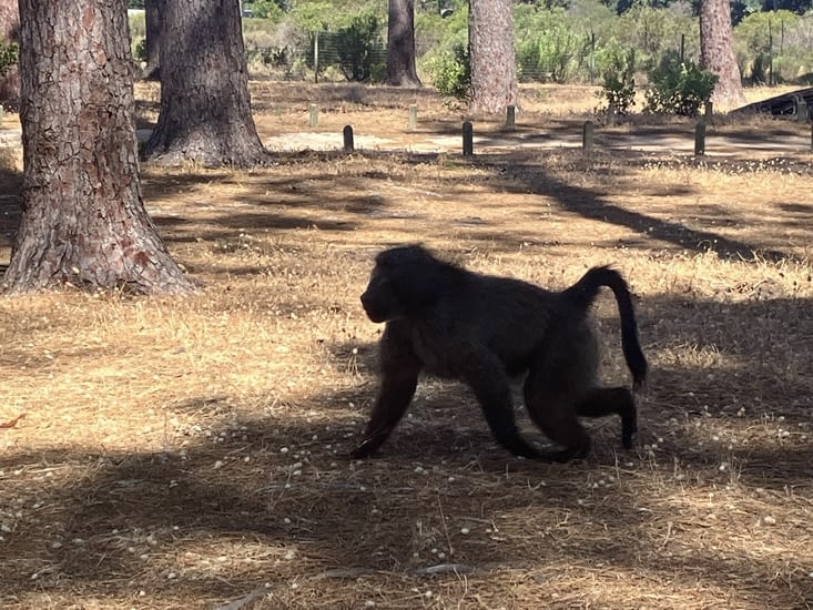 Seuls les babouins nous dérangent