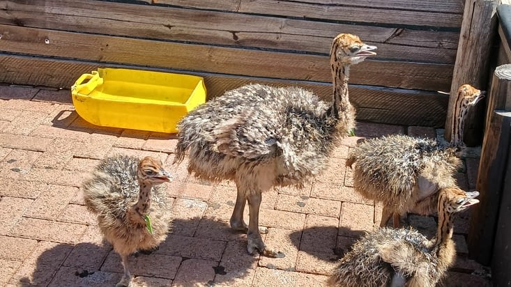 Visite de la ferme d'autruches