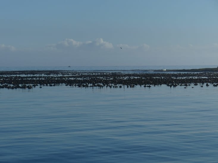 Apparition du kelp en surface à marée basse