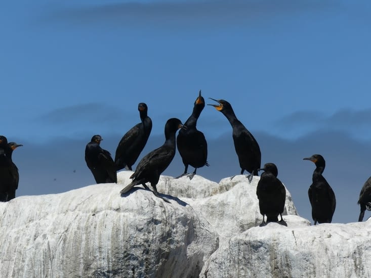 Cormorans