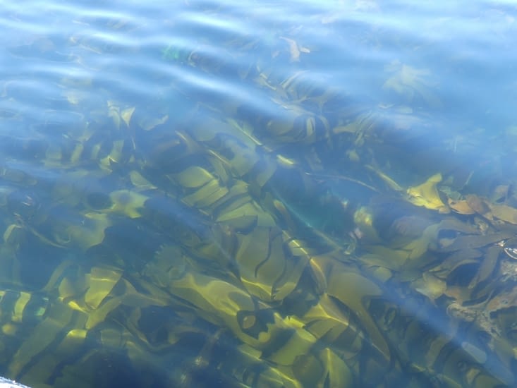 Kelp dans l'eau. Depuis la surface on ne voit que la canopée.