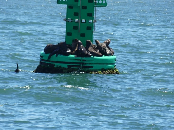 Les otaries groupées sur la bouée du port, nous souhaitent bon vent