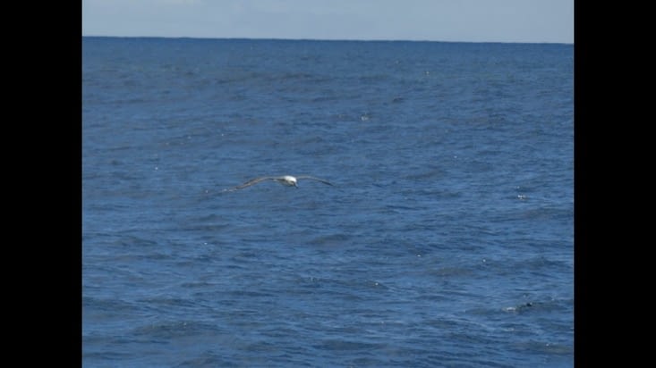 Même en mode rafale, pas facile à cadrer l'albatros ...