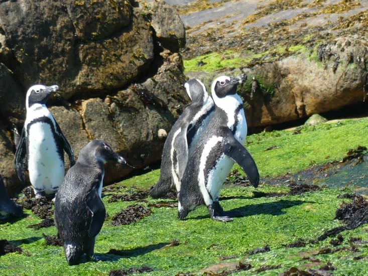 Pingouins du Cap