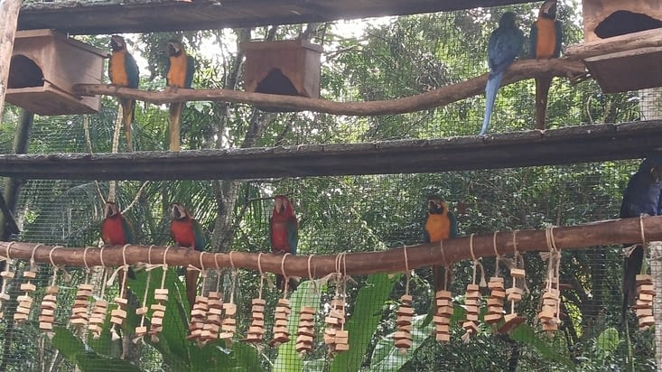 Des étagères de perroquets