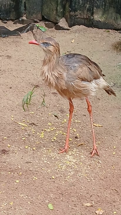 Je ne sais pas le nom, mais très drôle
