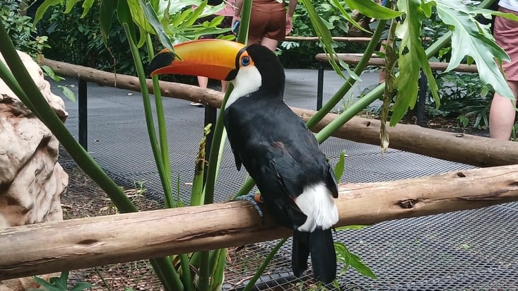 Un toucan
