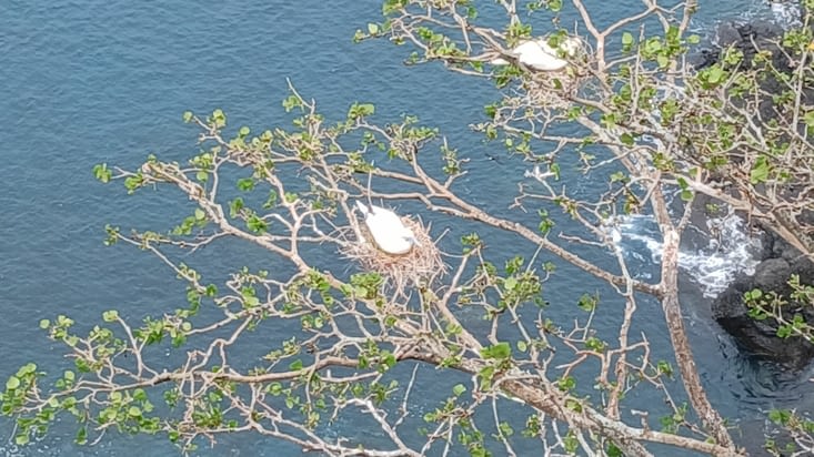 En bordure des falaises, nous surplombons les nids des fous à pieds rouges