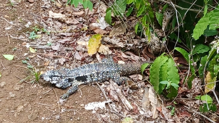 En même temps, vu la taille des lézards dans le coin, c'est tant mieux