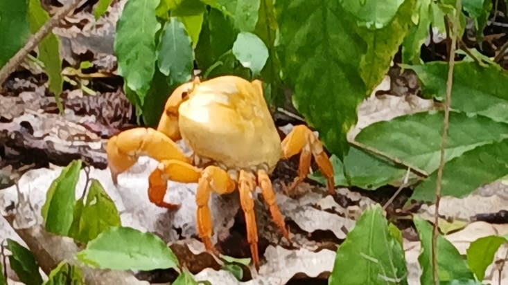 Et puis ça grouille de gros crabes