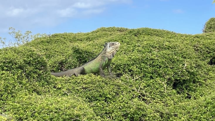Et de ses iguanes