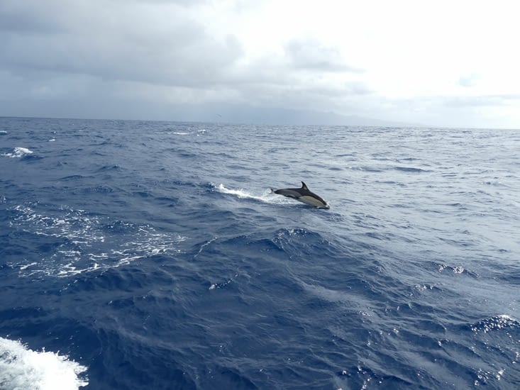 Ilovent au portant, accompagné par les dauphins, en quittant Faial