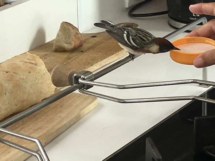 Sauvetage d'un petit oiseau entre Nevis et Saint-Barth