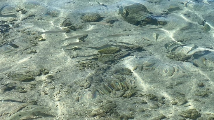 Poissons dans le lagon