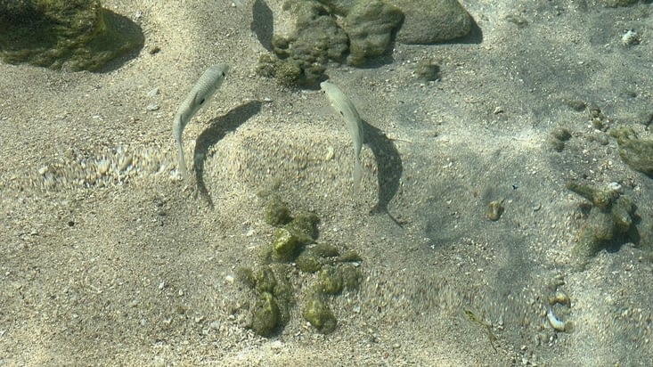 Poissons dans le lagon